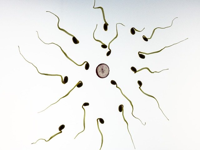 Male sperm quantity and fertility